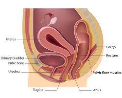 pelvic floor disorders and their causes
