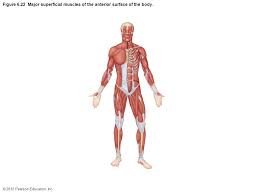 The worksheet is an assortment of 4 intriguing pursuits that will enhance your kid's knowledge and abilities. Table 6 1 Comparison Of Skeletal Cardiac And Smooth Muscles 1 Of 3 Ppt Video Online Download