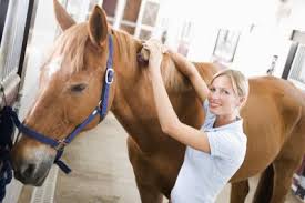 how to make horse detangler pets on