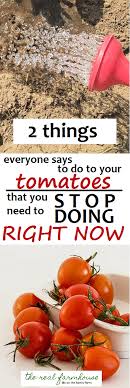 your tomatoes