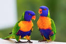 pictures of 2 parrots kissing