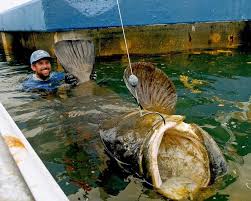 fisherman catches 350 pound grouper