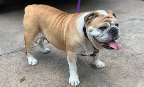 Have something nice to say about lone star bulldog club rescue? Evangeline Lone Star Bulldog Club Rescue