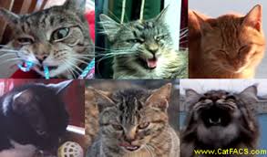 The Facial Expressions Of Cats Feline Friends