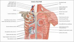 There are twelve pairs of ribs that form the protective cage of the thorax. Surgical Anatomy Of The Chest Wall Thoracic Key