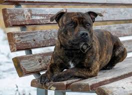 It is extremely courageous and obedient, affectionate with a sense of humor. Staffordshire Bull Terrier On The Bench Stock Photo Picture And Royalty Free Image Image 134676001