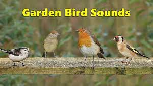 garden bird sounds spectacular 8