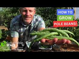How To Grow Pole Beans