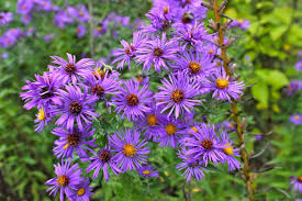 • piedmont wildflower of the week #57: New England Aster Virginia Wildflowers