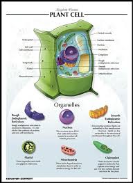 Plant Cell Chart Click Image To Close Science Biology