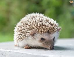 You need to understand what are the specifics of having a hedgehog as a pet. Caring For A Pet Hedgehog Pets4homes