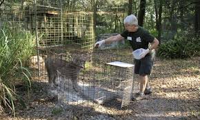 Big cat rescue corp., also known as bcr and previously known as wildlife on easy street, inc., operates an animal sanctuary in hillsborough county, florida, united states. Woman Seriously Hurt By Tiger Bite At Carole Baskin Big Cat Sanctuary Us News The Guardian