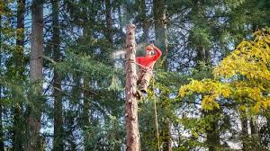 Our main concern is tree health and tree removal when necessary. Professional Tree Removal Albuquerque Nm Bristle Tree Service