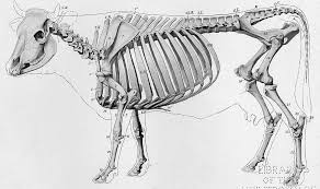 Cow Skeleton Anatomy Diagram Skeleton Anatomy Cow