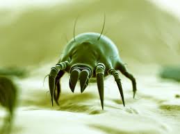 could you have a dust mite allergy 8