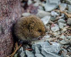 do voles infest houses or just lawns