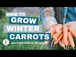 how to grow winter carrots and