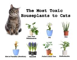 Set House Plants Poisonous Cats Kitten