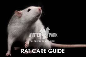 Pet Rat Care Guide Winter Park