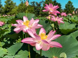 washington dc gardens by blooming season