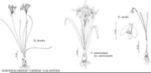 Galanthus nivalis - FNA