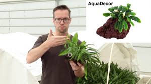 tropica aquarium plants