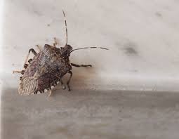 how to get rid of stink bugs tips to