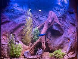 Fish Tank And Aquarium Backgrounds