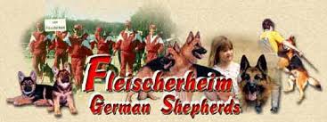 Puppies are well socializd, and ready to please. German Shepherd Breeder Associates Wanted Fleischerheim German Shepherds For Sale