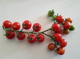 gardeners delight cherry tomato