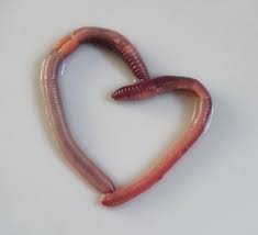 Image result for earthworms