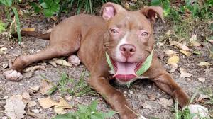 Pitbull terrier american puppies for sale in de md ny nj philly. How One Nj Shelter Is Taking Steps To Save Pit Bulls