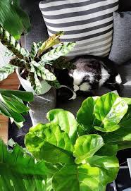 are fiddle leaf figs poisonous to cats
