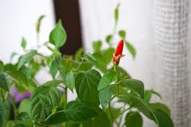 If your flowers are dropping off there could be a number of causes. 50jobsforspring 43 Grow Chillies Indoors Sow Chilli Seeds Into Pots And Place The Plants On A Sunny Windowsill The Heat And Warm Chilli Seeds Sowing Seeds
