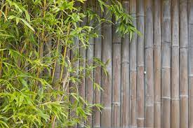 Outdoor Bamboo Privacy Screen