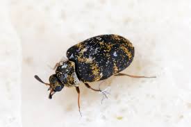 10 types of beetles every homeowner
