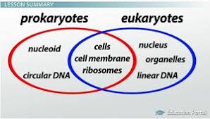Eukaryotic And Prokaryotic Cells Similarities And