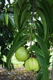 Garcinia cambogia is an extract obtained from the dried fruit of the garcinia cambogia (gc) tree, a native plant species of south india and south asia. Pin On Celebrity News