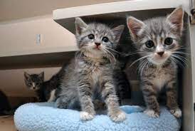 Our counselors will help you choose the best feline for your effective immediately, we are changing our adoption hours and process. Adopt Out 100 Kittens In A Day Yes You Can Aspcapro
