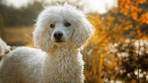 most people think of the poodle when they hear about small dogs that don t shed and with good reason the poodle is non shedding and hypoallergenic