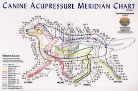 Canine Acupressure Meridian Chart Acupressure Therapy