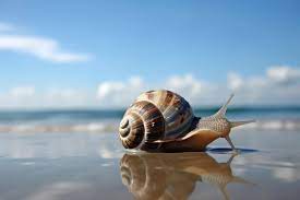 sea snail worldatlas