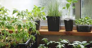 How To Start An Indoor Garden The Right Way