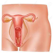 解剖学女性の生殖システムの断面図の写真素材・画像素材 Image 11713018