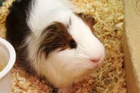 hay bedding for guinea pigs clearance