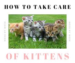 how to take care of newborn kittens
