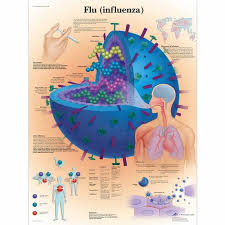 Flu Influenza Chart