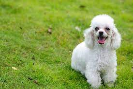 toy poodle dog names por male and