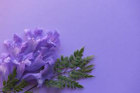 Find & download free graphic resources for purple background. Jacaranda Flowers Close Up On Purple Background Photograph By Irina Redine