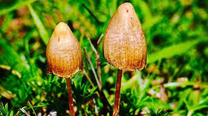 Like urine, it takes psilocybin and psilocin about 15 hours to leave your bloodstream , so it's likely to be detected in a blood test for that long. Scientists Studying Psilocybin Accidentally Proved The Self Is An Illusion Quartz